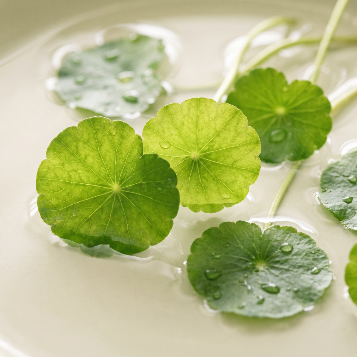 Fresh Centella asiatica leaves in water